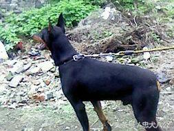 德系杜宾标准身高体长多少,德系杜宾标准图解