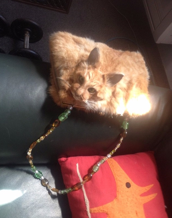 国外公然叫卖由真猫做成的包，价格高达1万竟然还被抢断货