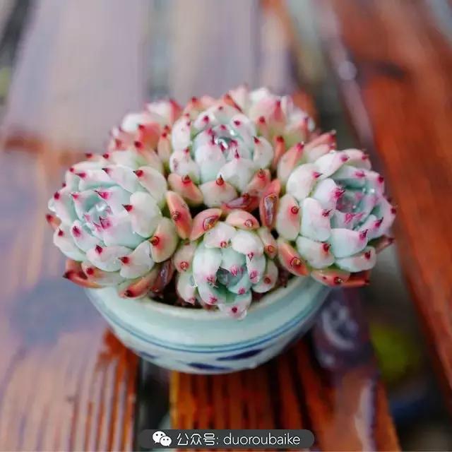 娇艳欲滴的多肉植物,春雨中多肉图片大全