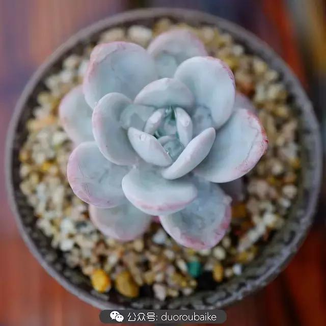 娇艳欲滴的多肉植物,春雨中多肉图片大全