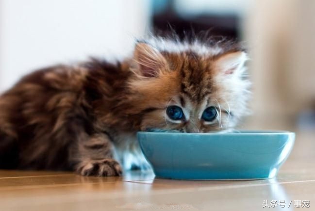 流口水的猫是什么病,猫一直吐黄水不吃饭不喝水没精神