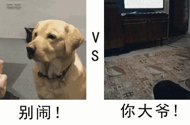 蒲公英不是晒干就能喝,真正的蒲公英可以吃吗