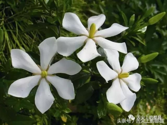 农村人最喜欢的野花，城里人羡慕不已