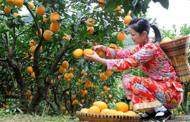果农心声：透露大器晚成“伦晚”价格真相！