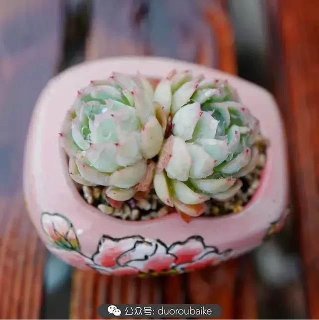 娇艳欲滴的多肉植物,春雨中多肉图片大全