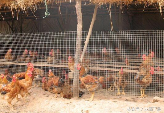 土鸡最难养活的是几个月,土鸡养殖风险