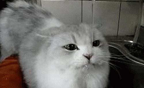 流口水的猫是什么病,猫一直吐黄水不吃饭不喝水没精神