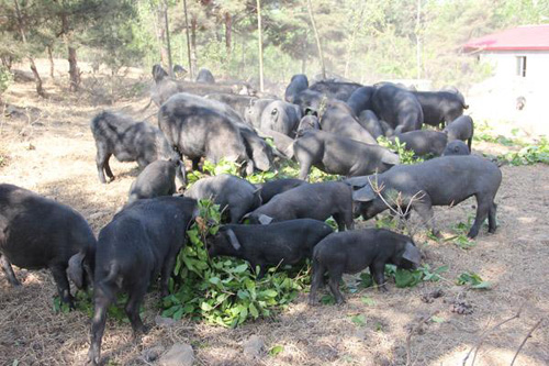 黑猪母猪养殖技术,黑猪育肥猪养殖方法