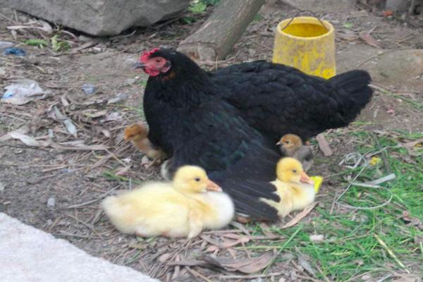 农村怎么养宠物土鸭,鸭子抱窝孵化最后几天会出来吗