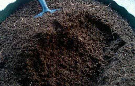 红掌总是黄叶怎么回事,红掌老是黄叶怎么办