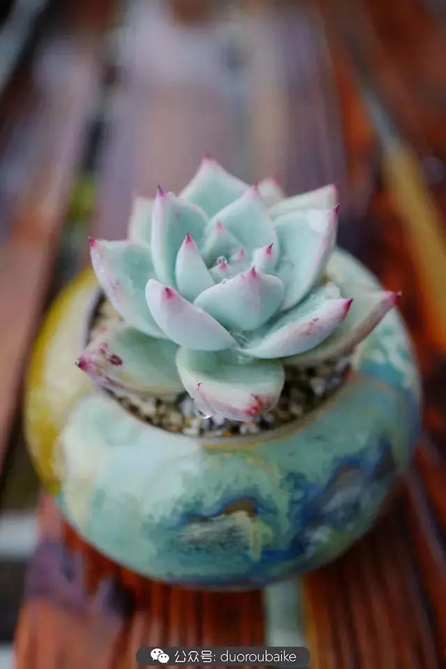 娇艳欲滴的多肉植物,春雨中多肉图片大全