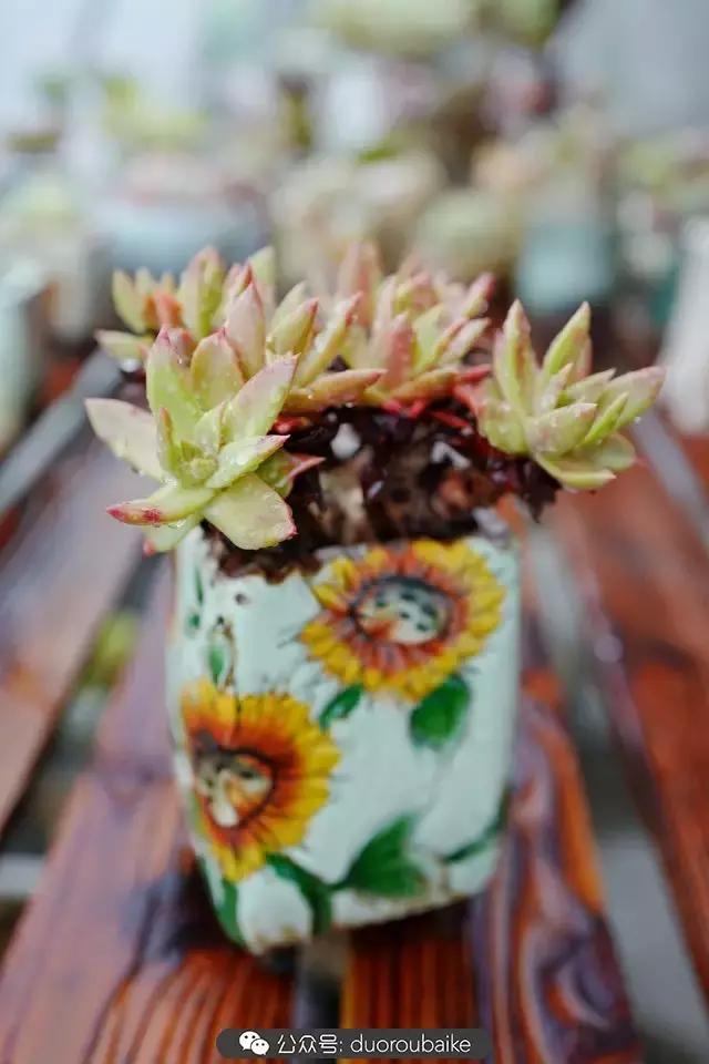 娇艳欲滴的多肉植物,春雨中多肉图片大全