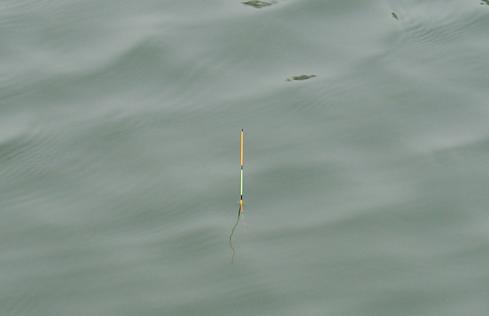 路亚竿滑漂钓鲫鱼的正确调漂方法,加粗尾野钓调漂的正确方法与技巧