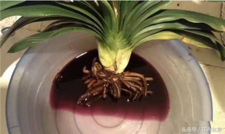 烂根花卉怎么处理,最容易烂根的3种花卉