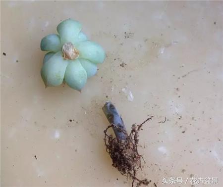 烂根花卉怎么处理,最容易烂根的3种花卉