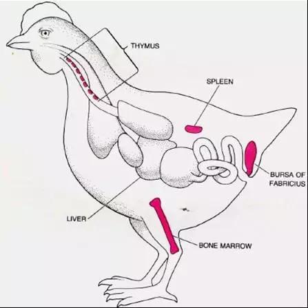 禽的解剖,家禽内部的结构特点