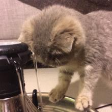 流口水的猫是什么病,猫一直吐黄水不吃饭不喝水没精神