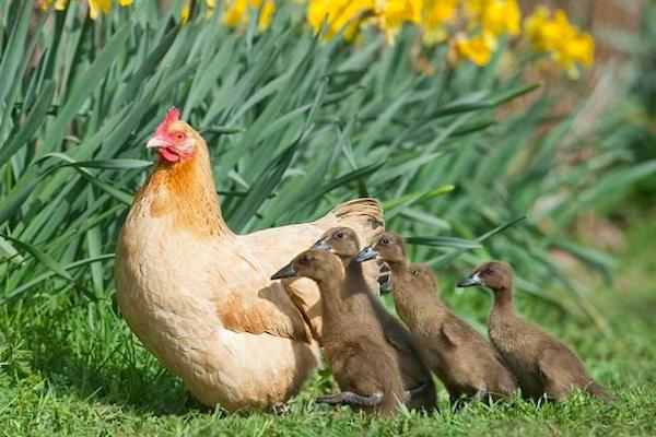 农村怎么养宠物土鸭,鸭子抱窝孵化最后几天会出来吗