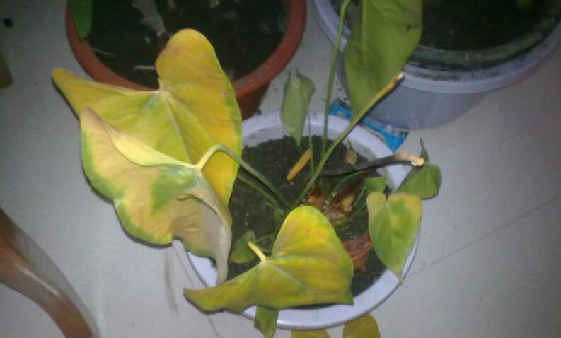 红掌总是黄叶怎么回事,红掌老是黄叶怎么办