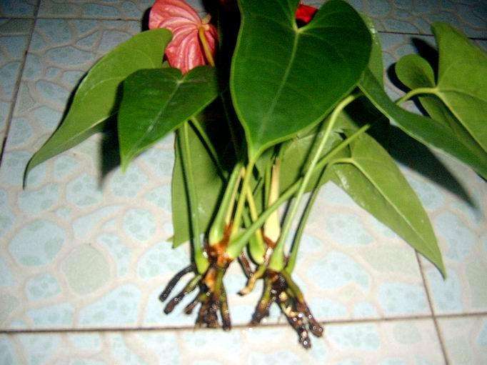 红掌总是黄叶怎么回事,红掌老是黄叶怎么办