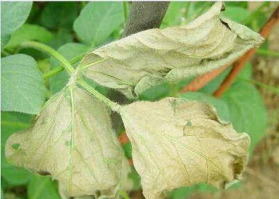 高级农艺师付永,付永农作物病害识别