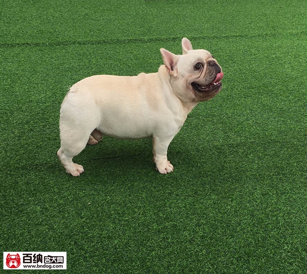 中国最大的恶霸犬,中国最大恶霸犬