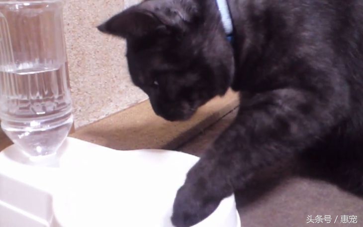 流口水的猫是什么病,猫一直吐黄水不吃饭不喝水没精神