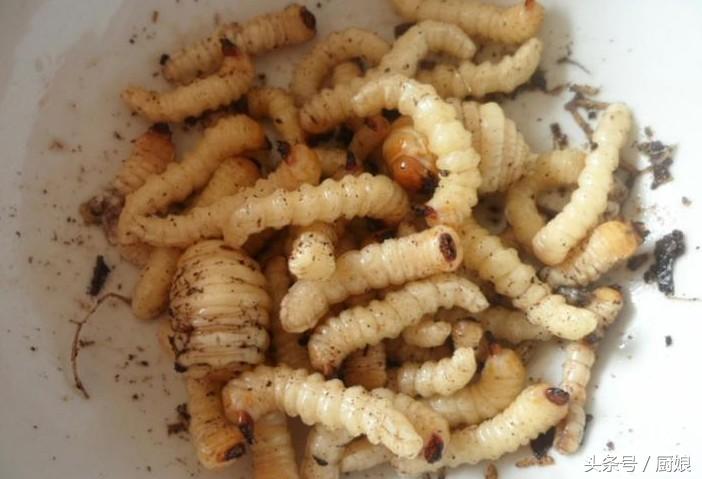 树中虫怎么吃,树里有虫子能吃吗