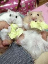 滑板的轮子底里面东西掉了怎么办,滑板的轮子掉了怎么安回去双翘板