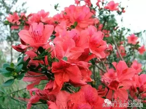 农村人最喜欢的野花，城里人羡慕不已