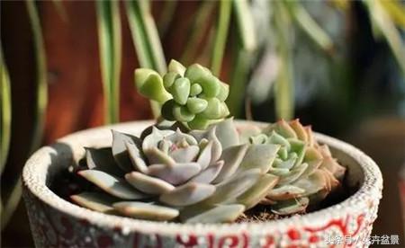 烂根花卉怎么处理,最容易烂根的3种花卉