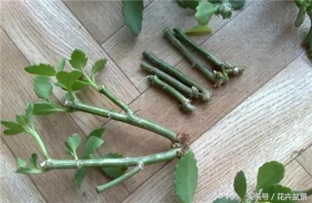 烂根花卉怎么处理,最容易烂根的3种花卉