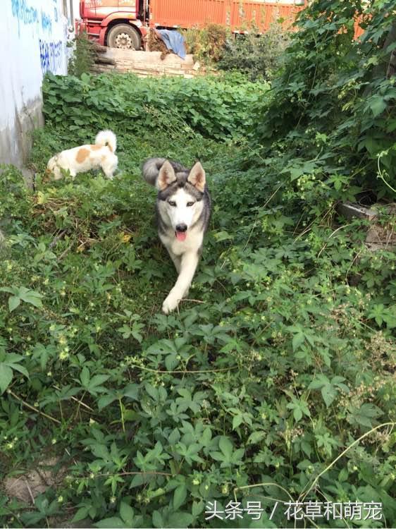 在家散养的哈士奇要不要出去遛狗,把哈士奇放到农村