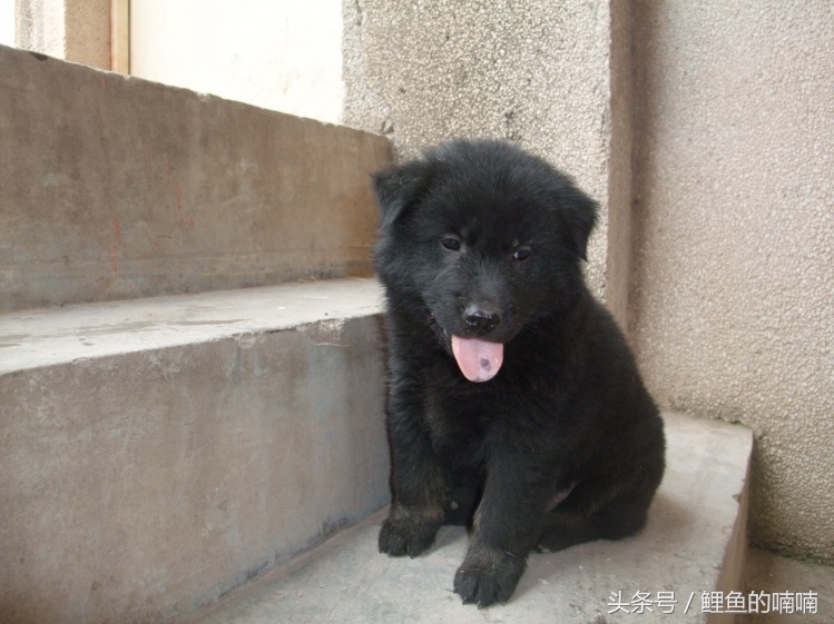 他曾经以杀猪为生，后来信佛，改吃素，竟是因为家里养的狗！