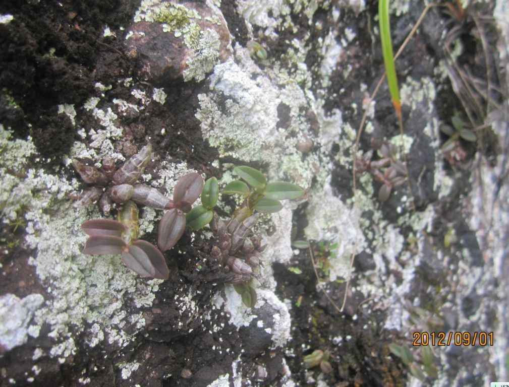 现在纯野生的铁皮石斛越来越少,石斛野生好吗