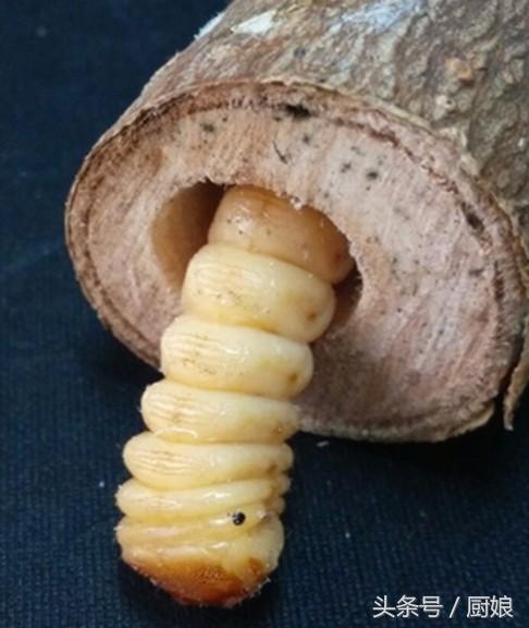 树中虫怎么吃,树里有虫子能吃吗