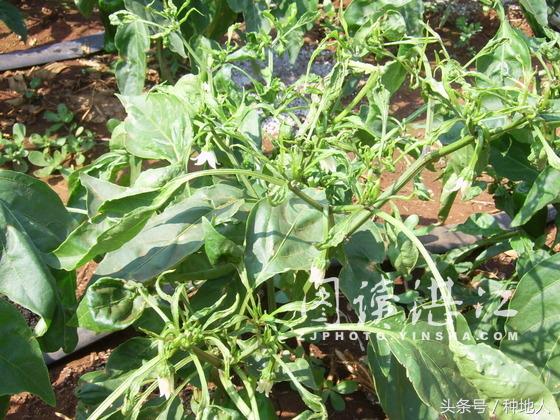 植物激素药害怎么解除,调节剂药害的症状及解决方法