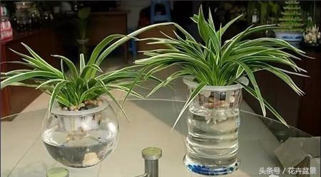 烂根花卉怎么处理,最容易烂根的3种花卉