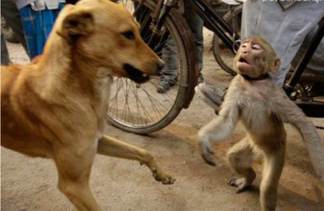 中国土狗才是世界上最可爱的犬,常见犬中最强的中国土狗