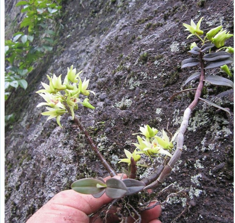 现在纯野生的铁皮石斛越来越少,石斛野生好吗