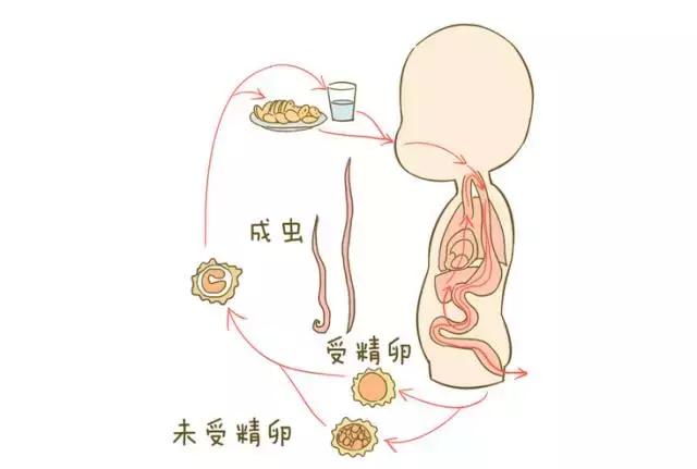 宝宝肚里长蛔虫？平时要多关注这些情况