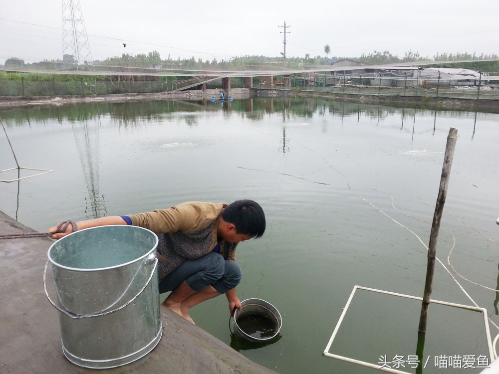 全套泥鳅养殖技术交流,泥鳅养殖最便宜的方法
