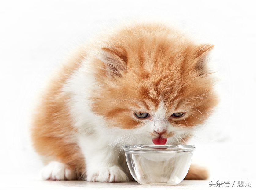 流口水的猫是什么病,猫一直吐黄水不吃饭不喝水没精神