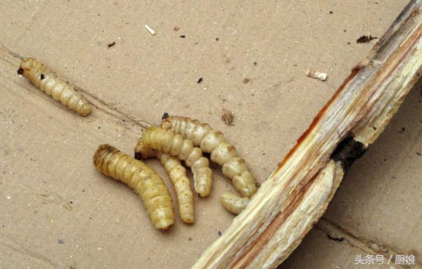 树中虫怎么吃,树里有虫子能吃吗