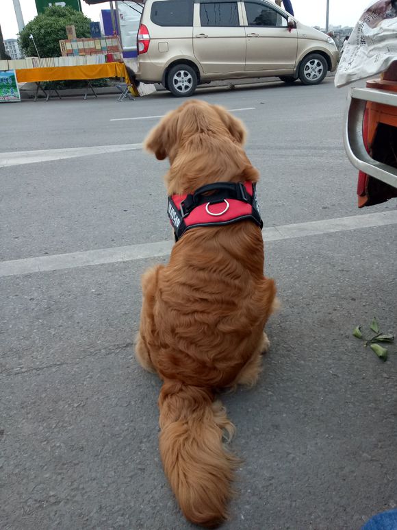 金毛毛发卷曲怎么弄直,金毛毛卷怎么拉直