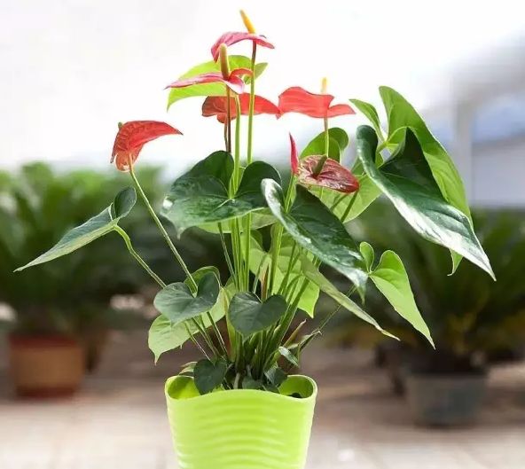 红掌总是黄叶怎么回事,红掌老是黄叶怎么办