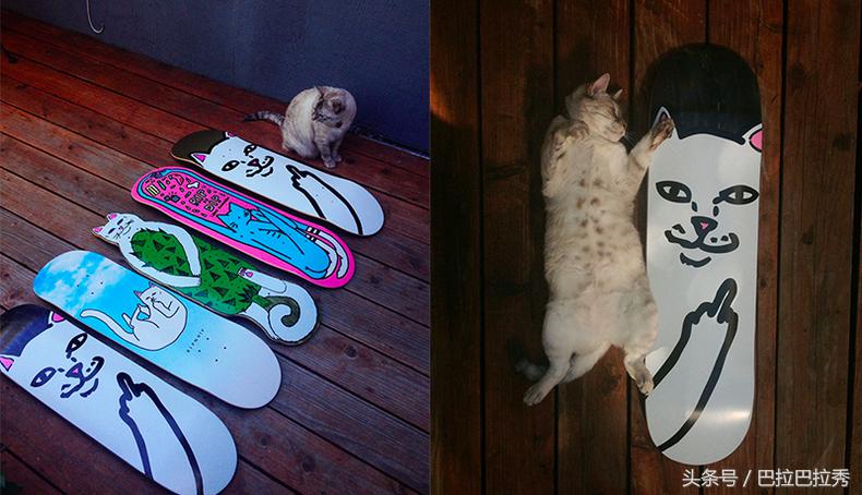 潮牌最强王者，不要再怂了！不如让这只贱猫帮你出头！