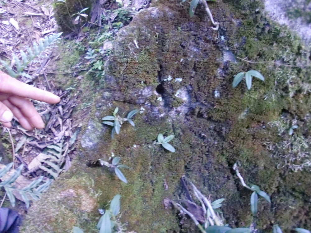 现在纯野生的铁皮石斛越来越少,石斛野生好吗