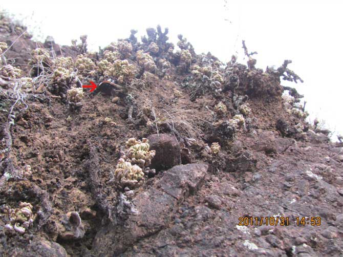 现在纯野生的铁皮石斛越来越少,石斛野生好吗