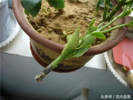 烂根花卉怎么处理,最容易烂根的3种花卉